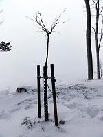  20. Dezember 2011 - es schneit kräftig heute und ich bin mit Niklaus nach einer schönen aber kalten Winterwanderung bei Samuels Ginkgo angekommen